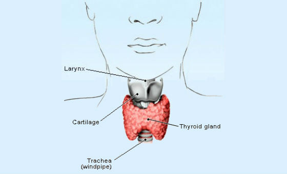 What Causes Hypothyroidism?